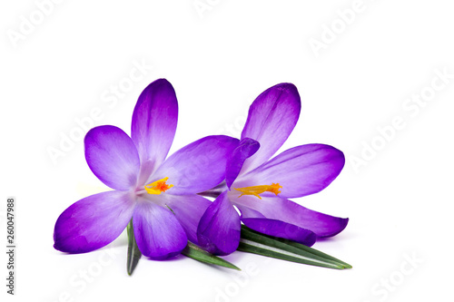 crocus - one of the first spring flowers