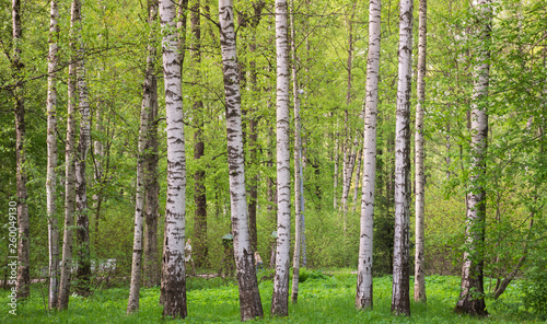northern nature. White birch trees in the forest in summer