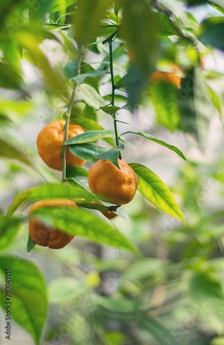 Ripe, orange mandarin on the tree in the garden. sunlight, selective focus