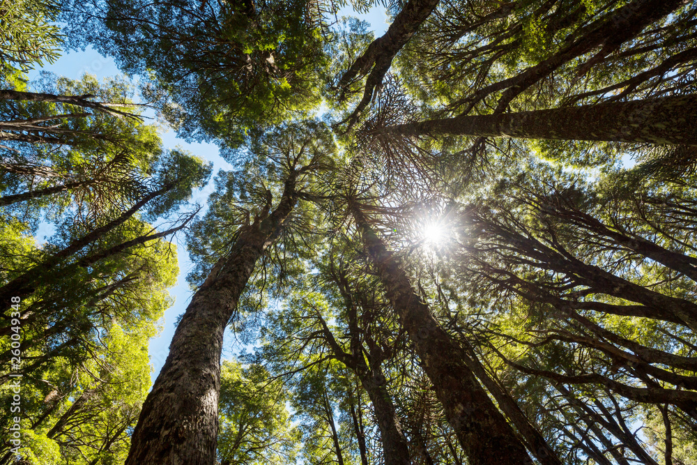 Obraz premium Araucaria