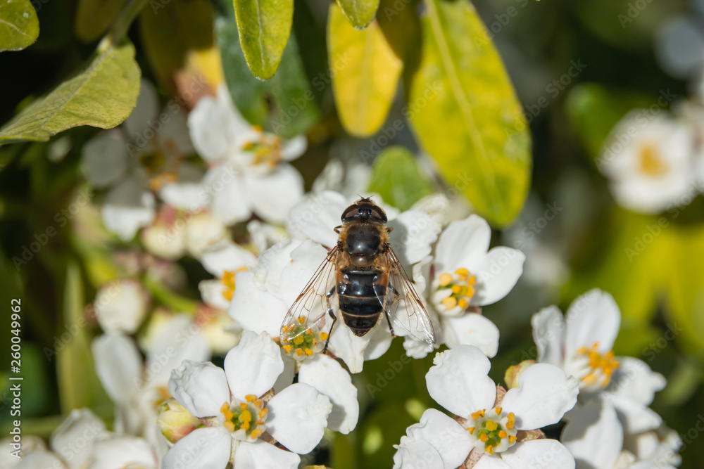 Drone Fly on Mexican Orange Flowers in Springtime Drone Fly on Mexican Orange Flowers in Springtime