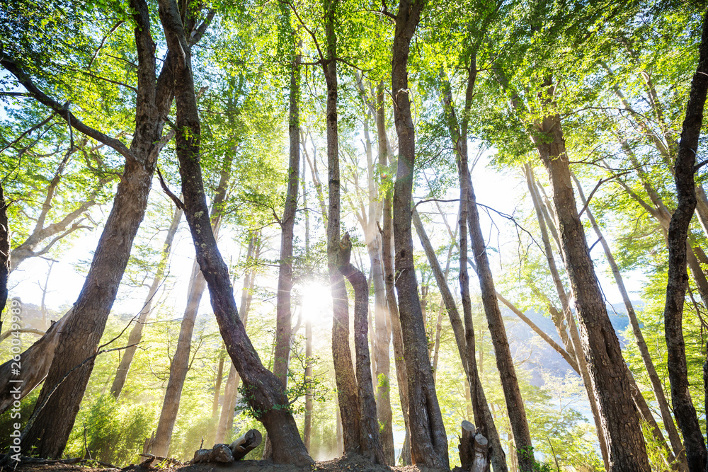 Fototapeta premium Green forest