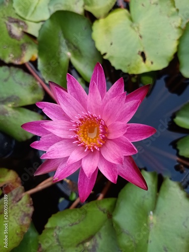 Lotus flowers bloom in the pool Near the house2