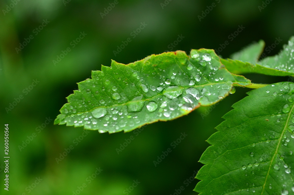 green leaf with water drops green leaf with water drops