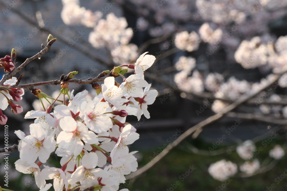 Japanese national flower cherry blossom Japanese national flower cherry blossom