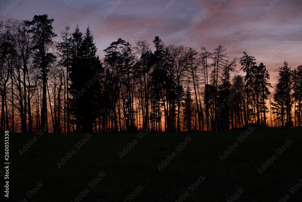 Wald, Bäume und Sonnenuntergang