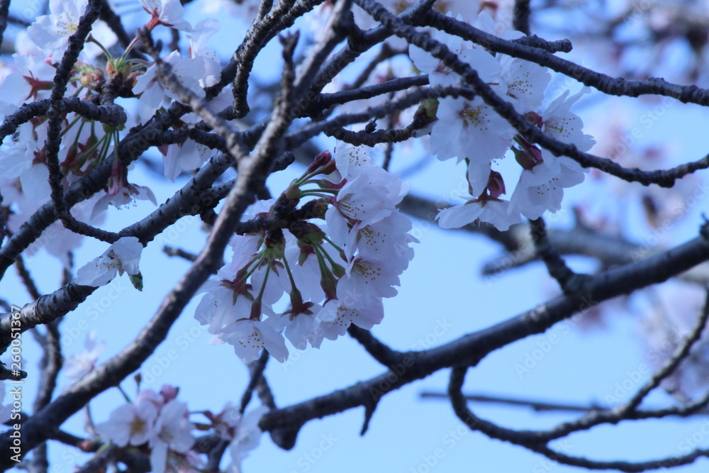 Japanese national flower cherry blossom Japanese national flower cherry blossom
