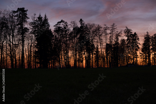 Obraz na płótnie Wald, Bäume und Sonnenuntergang w salonie