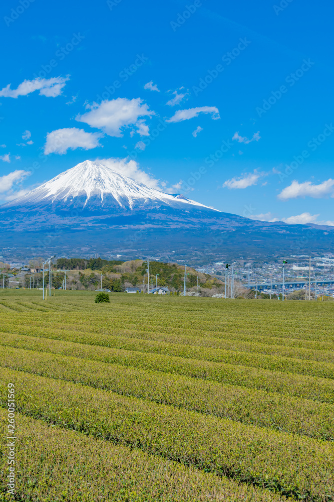 静岡県富士市の茶畑と富士山