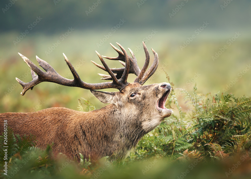 Fototapeta premium Close up of a Red deer stag calling