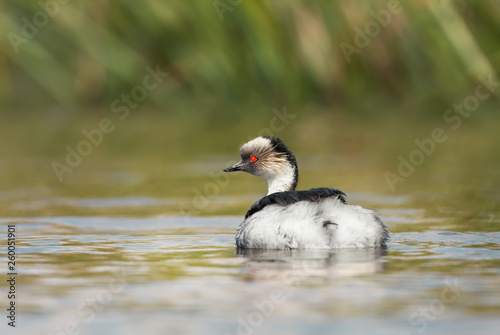 Silvery Grebe swimming in a freshwater lake © giedriius