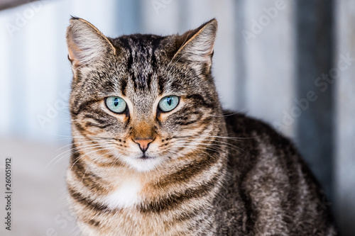 Portrait de chat tigré © PicsArt