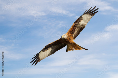 Red kite in flight against blue sky © giedriius