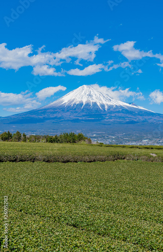 静岡県富士市の茶畑と富士山　岩本山 © あんみつ姫