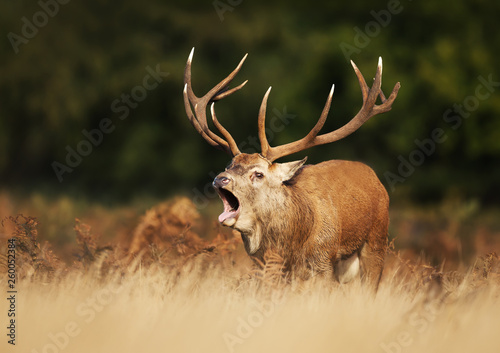 Red deer calling during rutting season in autumn