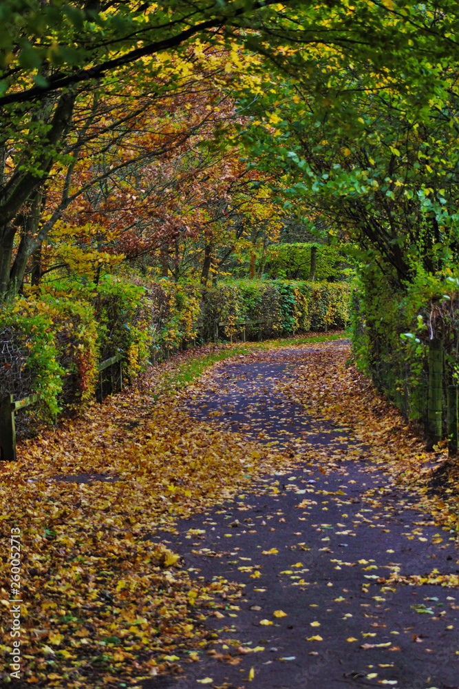 Naklejka premium autumn colours