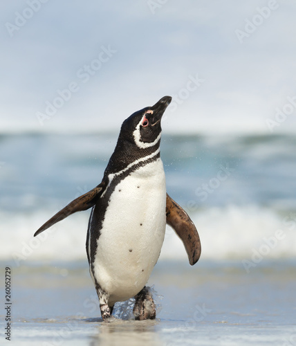 Magellanic penguin shaking off water from feathers