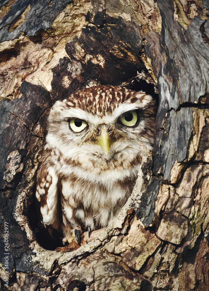 Little owl perched in a tree trunk Little owl perched in a tree trunk