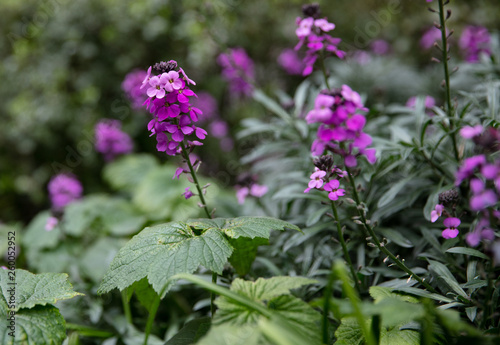 Spring flowers