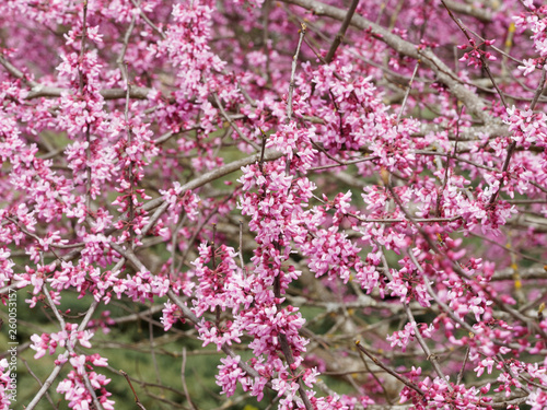 Cercis siliquastrum - Judas tree with deep pink flowers © Marc