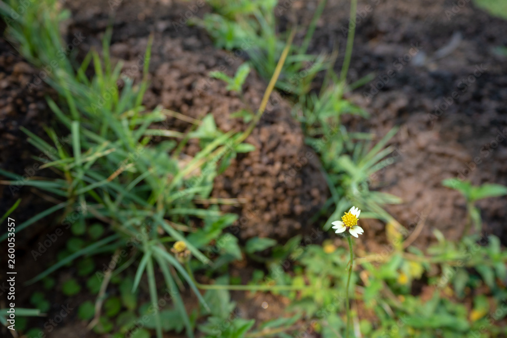 Beautiful and cute white daisy flower on blurred grass and stone with sunlight background