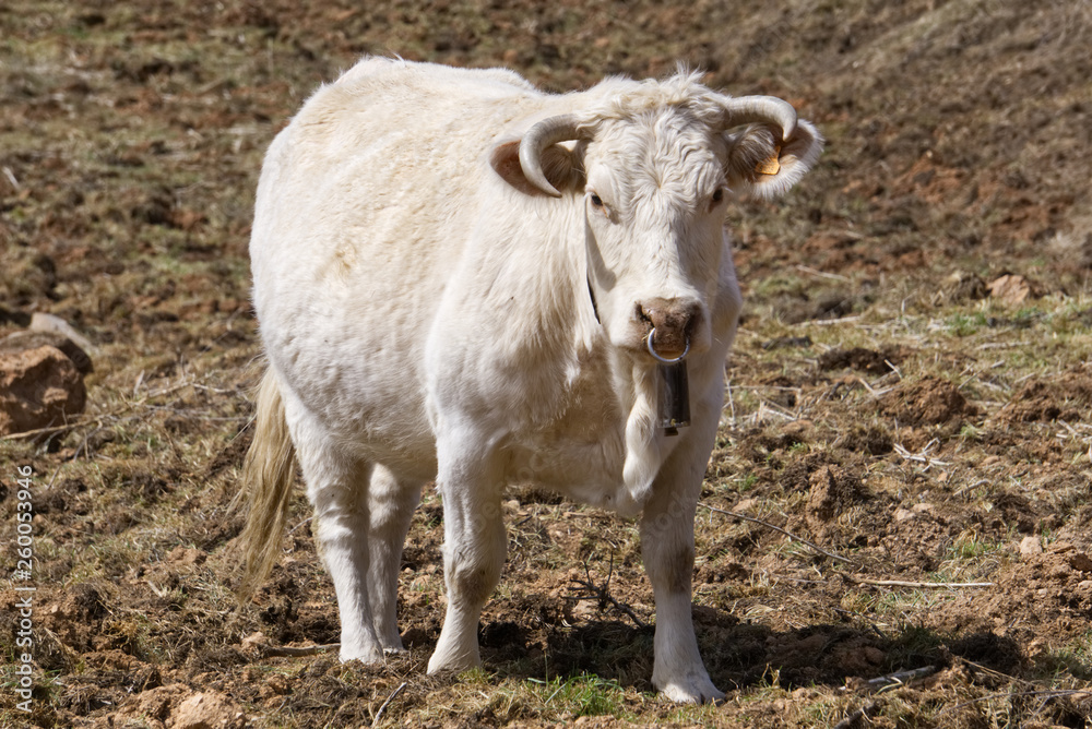 white cow in nature