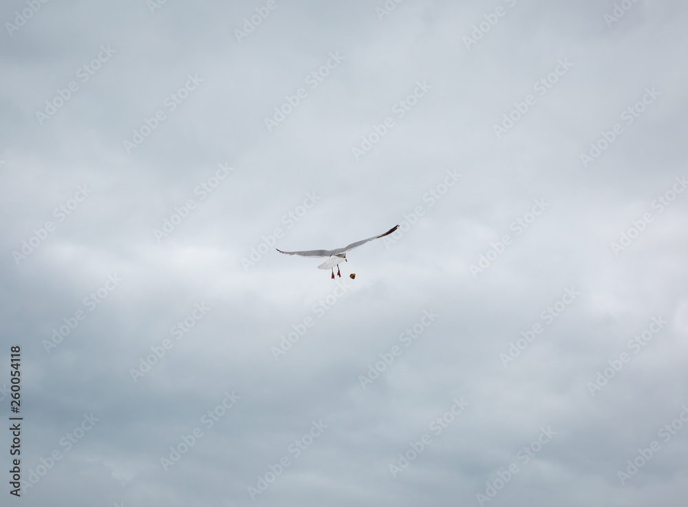 Eine fliegende Möve in Eastbourne England Eine fliegende Möve in Eastbourne England