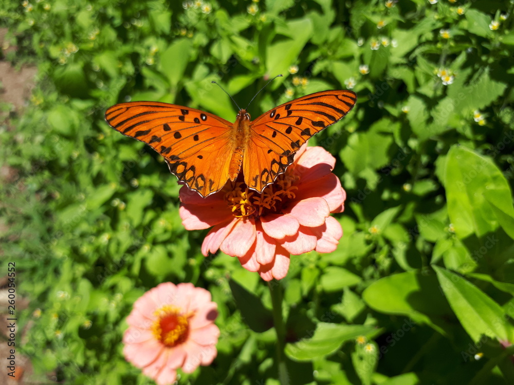 Orange Monarch Butterfly Orange Monarch Butterfly