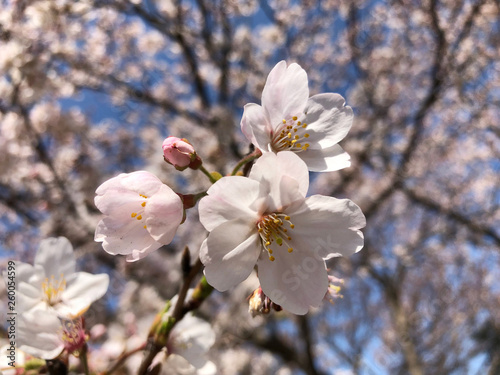 桜の花とつぼみ