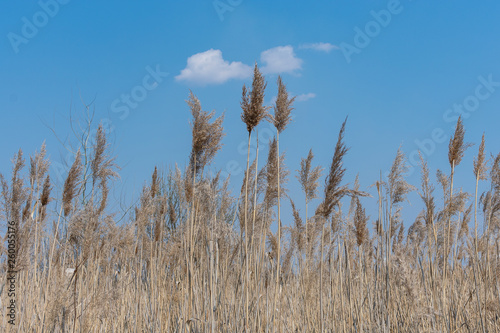  Thickets of dry reeds against the blue sky on a spring day