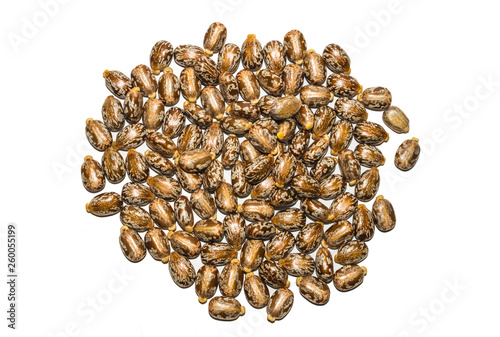 close up of castor oil beans,ricinus seeds. photo