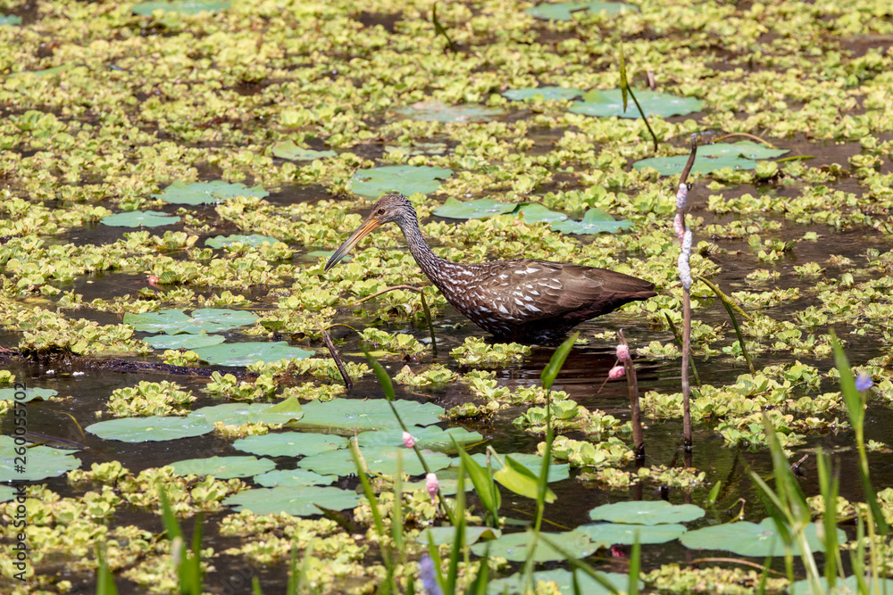 A solitary beautifully feather patterned Limpkin forages in a fresh water marsh for the Apple Snail that makes up its entire diet A solitary beautifully feather patterned Limpkin forages in a fresh water marsh for the Apple Snail that makes up its entire diet