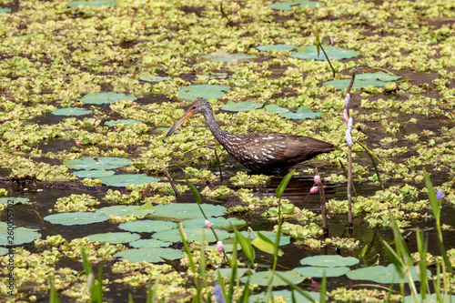 A solitary beautifully feather patterned Limpkin forages in a fresh water marsh for the Apple Snail that makes up its entire diet