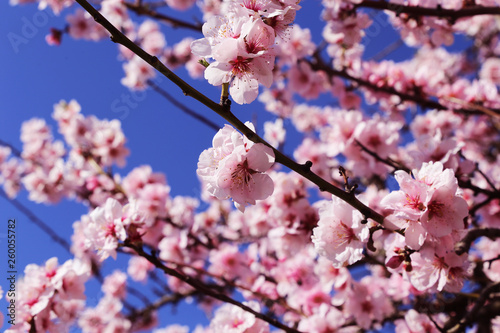 Almond blossoms, cherry blossoms