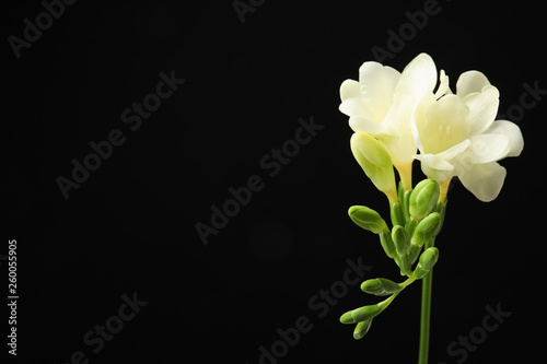 Beautiful freesia with fragrant flowers on black background. Space for text