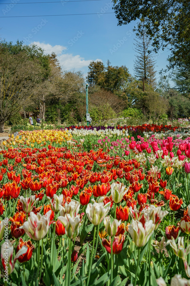 Beautiful tulips blossom in a sunny day at Descanso Garden Beautiful tulips blossom in a sunny day at Descanso Garden