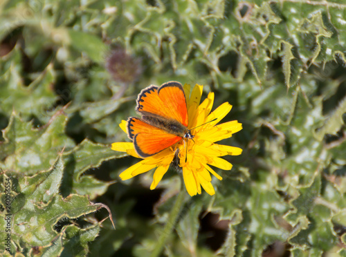 lycaena italica - eurydame - hippothoe photo