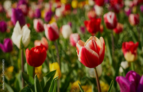 Beautiful colorful tulips everywhere