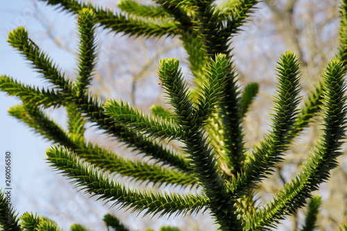 Foto View of the leaves of the Araucaria araucana (monkey puzzle tree)