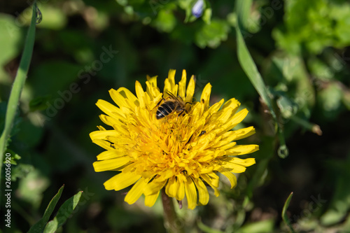 Mining Bee on Dandelion Flower in Springtime