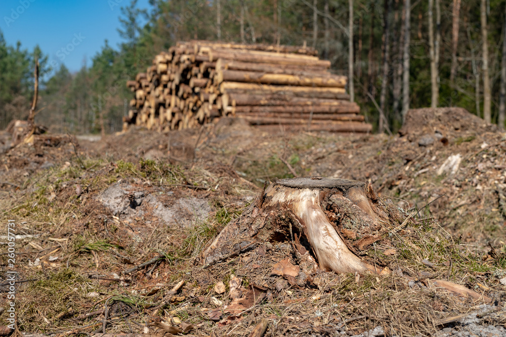 Area of cleared coniferous forest. Trunks of felled trees and a pile of wood. Area of cleared coniferous forest. Trunks of felled trees and a pile of wood.