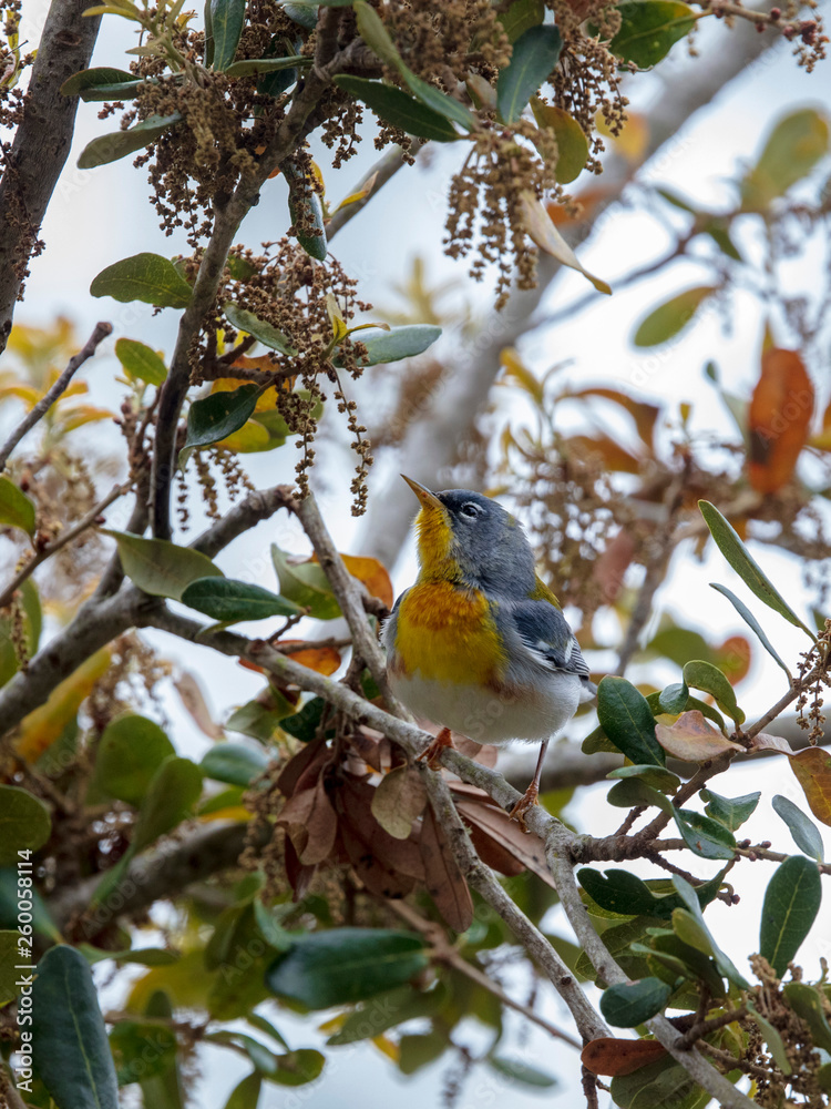 The deep yellow and brilliant blue of the Northern Parula bird feathers easily attracts the eye The deep yellow and brilliant blue of the Northern Parula bird feathers easily attracts the eye
