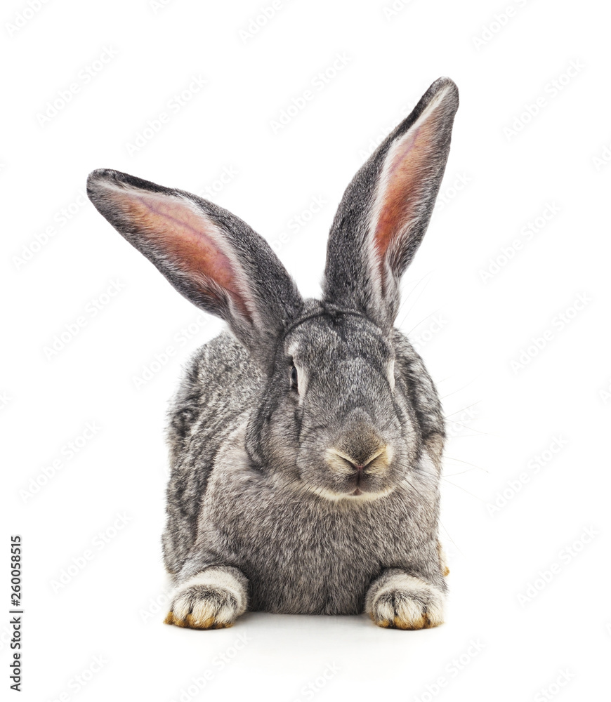One grey rabbit. One grey rabbit.