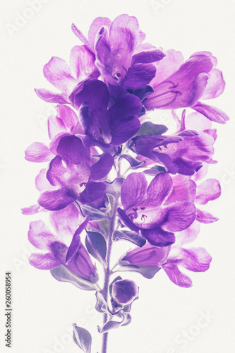 Fototapeta Naklejka Na Ścianę i Meble -  Purple  flower isolated on white background