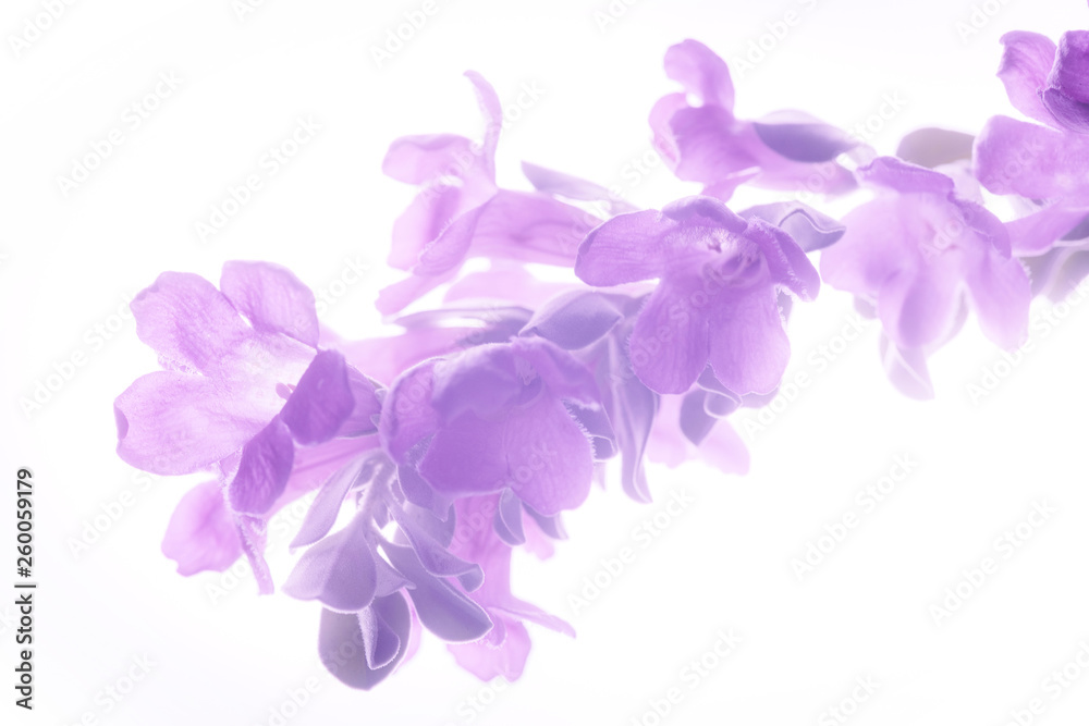 Obraz premium Purple flower isolated on white background