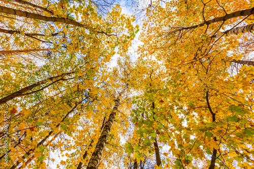 Deciduous trees in the forest in autumn, bottom view