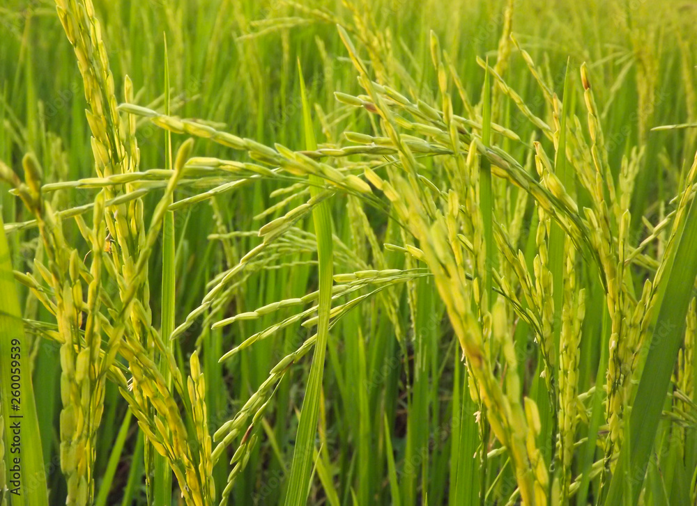 Green rice fields make you feel refreshed. Green rice fields make you feel refreshed.