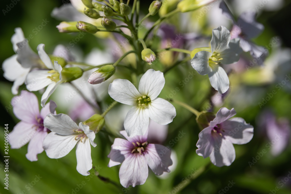 Pinnate Coralroot Flowers in Bloom in Springtime Pinnate Coralroot Flowers in Bloom in Springtime