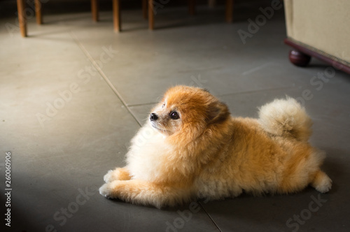 Groomed miniature Pomeranian resting in home.