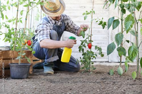 man in vegetable garden sprays pesticide on leaf of tomato plants, care of plants for growth concept